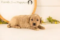 Bob - Medium, a male Goldendoodle for sale in Goshen, IN – 4 of 4