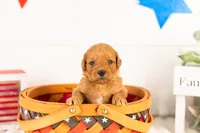 Bryce - Mini, a male Miniature Goldendoodle for sale in Goshen, IN – 2 of 3