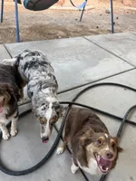 Nemo, a male Miniature Australian Shepherd for sale in Las Vegas, NV – 4 of 4