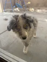 Nemo, a male Miniature Australian Shepherd for sale in Las Vegas, NV – 2 of 2