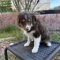 Coco , a female Miniature Australian Shepherd for sale in Las Vegas, NV – Photo 5 of 6