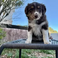 Coco , a female Miniature Australian Shepherd for sale in Las Vegas, NV – Photo 4 of 6
