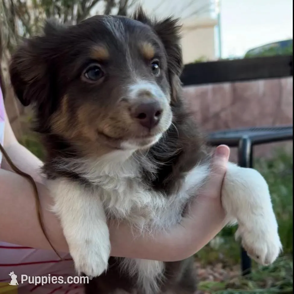 Coco , a female Miniature Australian Shepherd for sale in Las Vegas, NV – Photo 3 of 6