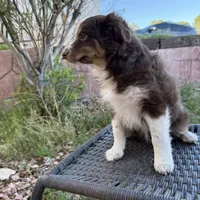Coco , a female Miniature Australian Shepherd for sale in Las Vegas, NV – Photo 6 of 6