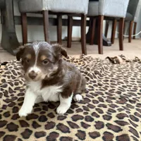 Coco , a female Miniature Australian Shepherd for sale in Las Vegas, NV – Photo 2 of 6