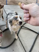 Nemo, a male Miniature Australian Shepherd for sale in Las Vegas, NV – 2 of 4