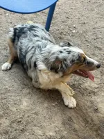 Nemo, a male Miniature Australian Shepherd for sale in Las Vegas, NV – 3 of 4