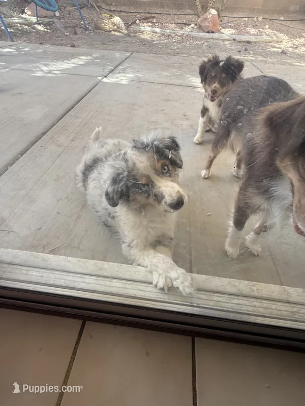 Nemo – Miniature Australian Shepherd puppy for sale in Las Vegas, NV