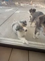 Nemo, a male Miniature Australian Shepherd for sale in Las Vegas, NV – 1 of 2