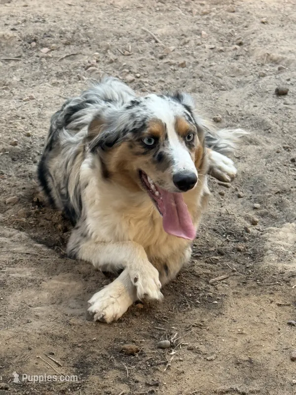 Nemo – Miniature Australian Shepherd puppy for sale in Las Vegas, NV