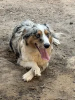Nemo, a male Miniature Australian Shepherd for sale in Las Vegas, NV – 1 of 4