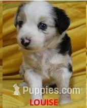 Louise, a female Miniature Australian Shepherd for sale in Chapin, IL – Photo 1 of 1