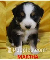 Martha, a female Miniature Australian Shepherd for sale in Chapin, IL – Photo 1 of 1