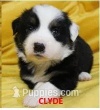 Clyde, a male Miniature Australian Shepherd for sale in Chapin, IL – Photo 1 of 1