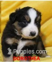 Dorothea, a female Miniature Australian Shepherd for sale in Chapin, IL – Photo 1 of 1