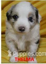 Thelma, a female Miniature Australian Shepherd for sale in Chapin, IL – Photo 1 of 1