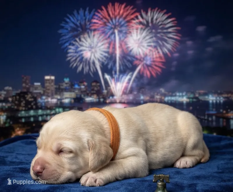 Penelope  – Golden Retriever puppy for sale in Hartsville, SC