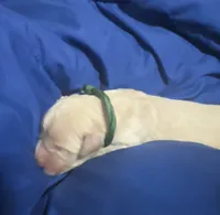 Carter, a male Golden Retriever for sale in Hartsville, SC – 2 of 2