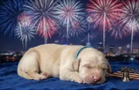 Blake, a male Golden Retriever for sale in Hartsville, SC – 1 of 2