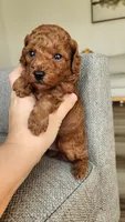 Champion bloodline little Guy, a male Poodle - Toy  for sale in Boiling Springs, SC – 5 of 9