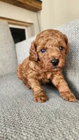 Champion bloodline little Guy, a male Poodle - Toy  for sale in Boiling Springs, SC – 3 of 9