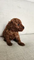 Full AKC Brownie (Champion bloodline), a male Poodle - Toy  for sale in Boiling Springs, SC – 4 of 4