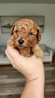 Full AKC (champion bloodline) little Mango, a male Poodle - Toy  for sale in Boiling Springs, SC – 1 of 5