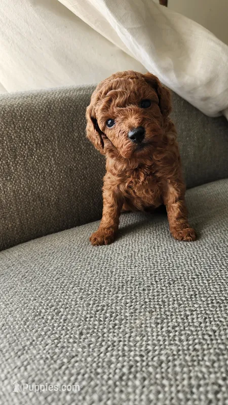 Champion bloodline little Guy – Poodle - Toy  puppy for sale in Boiling Springs, SC