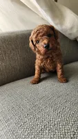 Champion bloodline little Guy, a male Poodle - Toy  for sale in Boiling Springs, SC – 1 of 9
