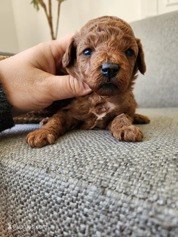 Bruno Toy, a male Poodle - Toy  for sale in Boiling Springs, SC – Photo 1 of 3