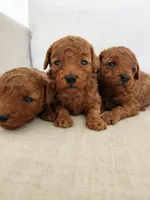 Bruno Toy, a male Poodle - Toy  for sale in Boiling Springs, SC – Photo 2 of 3