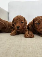 Bruno Toy, a male Poodle - Toy  for sale in Boiling Springs, SC – Photo 3 of 3