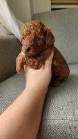 AKC Brownie (Champion bloodline), a male Poodle - Toy  for sale in Boiling Springs, SC – 4 of 5