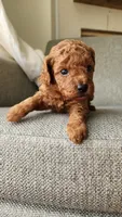 Champion bloodline little Guy, a male Poodle - Toy  for sale in Boiling Springs, SC – 8 of 9