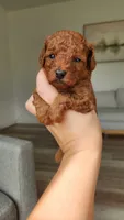 AKC Brownie (Champion bloodline), a male Poodle - Toy  for sale in Boiling Springs, SC – 3 of 5