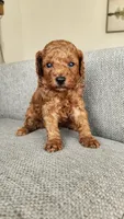 Champion bloodline little Guy, a male Poodle - Toy  for sale in Boiling Springs, SC – 2 of 9
