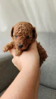 Full AKC (champion bloodline) little Mango, a male Poodle - Toy  for sale in Boiling Springs, SC – 3 of 5
