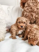 processed/57932db2-3c05-415a-9dd1-742b70b43222/listing/5982b945-aeea-41fd-8b05-7d33b0b9be0b/24bb6cc7-6590-44e1-aa03-f7d05b2cfa46