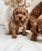 processed/57932db2-3c05-415a-9dd1-742b70b43222/listing/5982b945-aeea-41fd-8b05-7d33b0b9be0b/3bc9e1c3-58c8-40a4-85bc-14087f047ee6