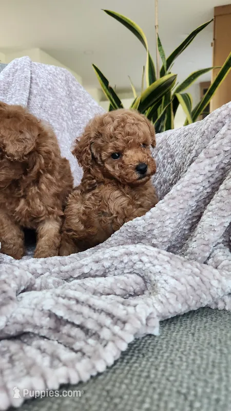 Champion bloodline little Guy – Poodle - Toy  puppy for sale in Boiling Springs, SC