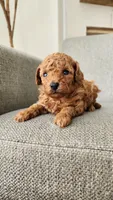 Full AKC (champion bloodline) little Mango, a male Poodle - Toy  for sale in Boiling Springs, SC – 2 of 5