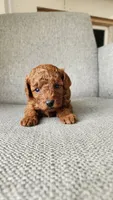 AKC Brownie (Champion bloodline), a male Poodle - Toy  for sale in Boiling Springs, SC – 5 of 5