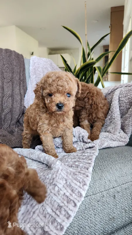 AKC (champion bloodline) little Mango – Poodle - Toy  puppy for sale in Boiling Springs, SC