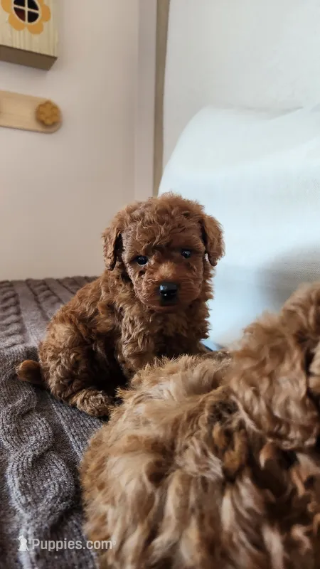AKC Brownie (Champion bloodline) – Poodle - Toy  puppy for sale in Boiling Springs, SC