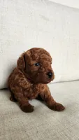 Full AKC Brownie (Champion bloodline), a male Poodle - Toy  for sale in Boiling Springs, SC – 2 of 4