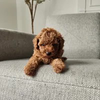 Charlie×Jewels, a male Poodle - Toy  for sale in Boiling Springs, SC – Photo 3 of 3