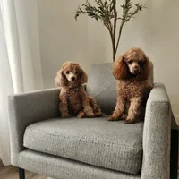 Charlie×Jewels, a male Poodle - Toy  for sale in Boiling Springs, SC – Photo 2 of 3