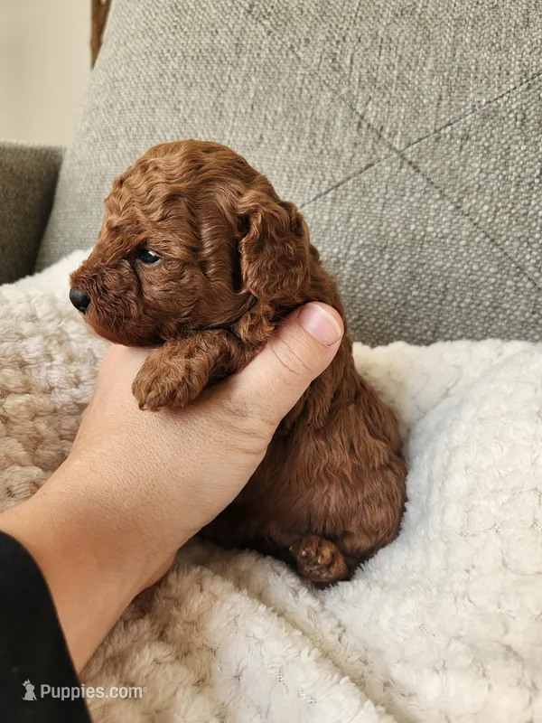 Charlie×Jewels – Poodle - Toy  puppy for sale in Boiling Springs, SC