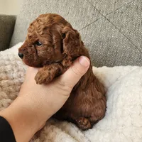 Charlie×Jewels, a male Poodle - Toy  for sale in Boiling Springs, SC – Photo 1 of 3