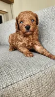 Champion bloodline little Guy, a male Poodle - Toy  for sale in Boiling Springs, SC – 6 of 9